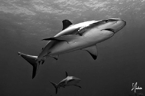 Reef Sharks over Hammertime Reef - Bahamas by Steven Anderson 